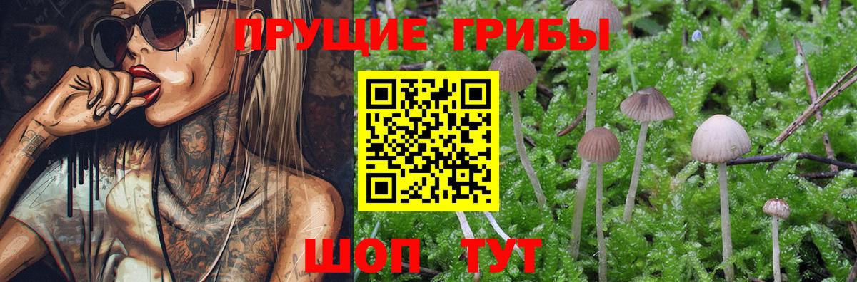 Псилоцибиновые грибы Psilocybe  Вход с VPN  Галлюциногенные грибы мицелий  Коломна 